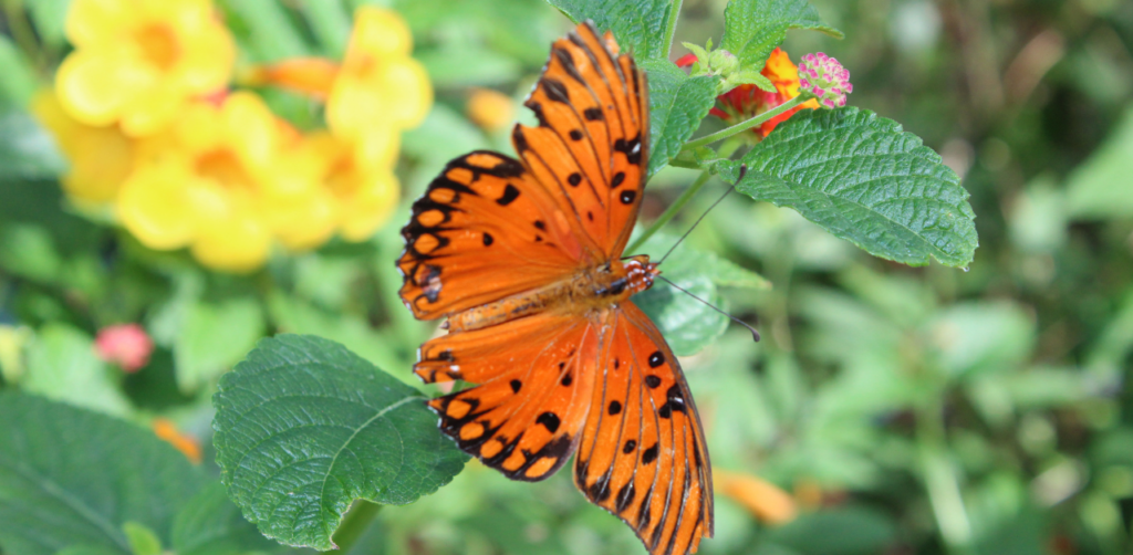 Property Management, Real Estate Why Living Near Springs Preserve Is a Nature Lover's Dream